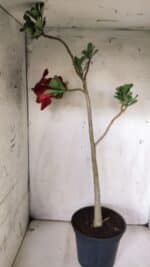 Planta Simples 2844  – 45cm – 03 anos - Imagem 6