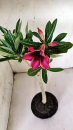 Planta Simples 2845  – 30cm – 03 anos - Imagem 2