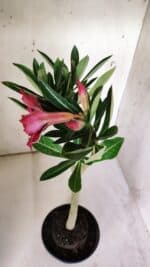 Planta Simples 2845  – 30cm – 03 anos - Imagem 4