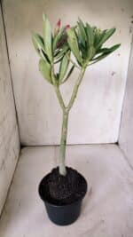 Planta Simples 2845  – 30cm – 03 anos - Imagem 5