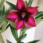 Planta Simples 2845  – 30cm – 03 anos