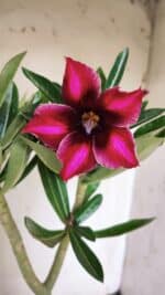 Planta Simples 2845  – 30cm – 03 anos