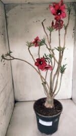 Planta Simples 2846  – 40cm – 04 anos - Imagem 2