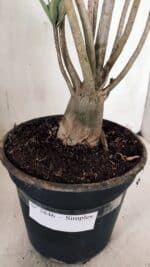 Planta Simples 2846  – 40cm – 04 anos - Imagem 8