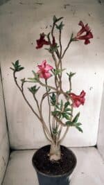 Planta Simples 2846  – 40cm – 04 anos - Imagem 7