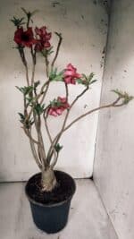 Planta Simples 2846  – 40cm – 04 anos - Imagem 6