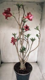 Planta Simples 2846  – 40cm – 04 anos - Imagem 5