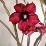 Planta Simples 2846  – 40cm – 04 anos