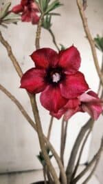 Planta Simples 2846  – 40cm – 04 anos