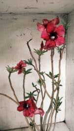 Planta Simples 2846  – 40cm – 04 anos - Imagem 4