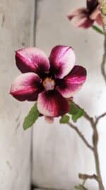 Planta Simples 2847  – 40cm – 04 anos