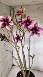 Planta Simples 2847  – 40cm – 04 anos - Imagem 4