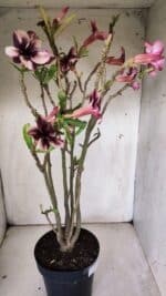 Planta Simples 2847  – 40cm – 04 anos - Imagem 7