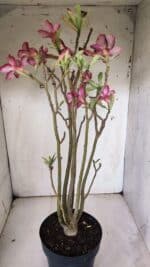 Planta Simples 2847  – 40cm – 04 anos - Imagem 6