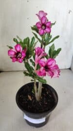 Planta Simples 2848  – 30cm – 02 anos - Imagem 2