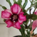 Planta Simples 2848  – 30cm – 02 anos