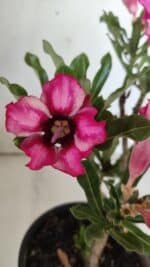 Planta Simples 2848  – 30cm – 02 anos