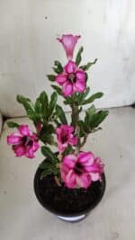 Planta Simples 2848  – 30cm – 02 anos - Imagem 4