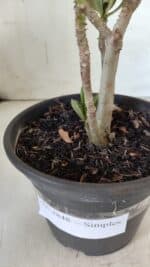 Planta Simples 2848  – 30cm – 02 anos - Imagem 7