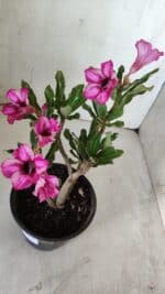 Planta Simples 2848  – 30cm – 02 anos - Imagem 5