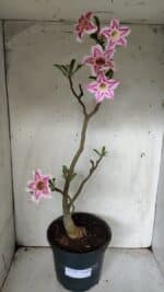 Planta Simples 2849  – 50cm – 03 anos - Imagem 2