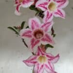 Planta Simples 2849  – 50cm – 03 anos