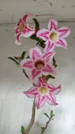 Planta Simples 2849  – 50cm – 03 anos