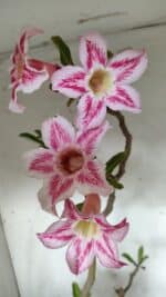 Planta Simples 2849  – 50cm – 03 anos - Imagem 4