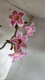 Planta Simples 2849  – 50cm – 03 anos - Imagem 5