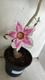 Planta Simples 2849  – 50cm – 03 anos - Imagem 6