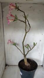 Planta Simples 2849  – 50cm – 03 anos - Imagem 8