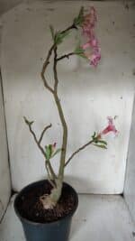 Planta Simples 2849  – 50cm – 03 anos - Imagem 7