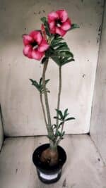 Planta Simples 2850  – 40cm – 03 anos - Imagem 2