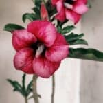 Planta Simples 2850  – 40cm – 03 anos