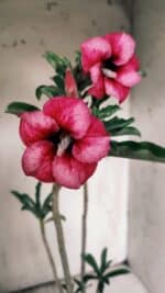 Planta Simples 2850  – 40cm – 03 anos