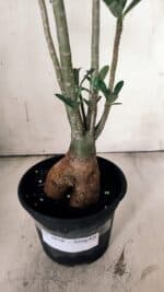 Planta Simples 2850  – 40cm – 03 anos - Imagem 7