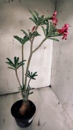 Planta Simples 2850  – 40cm – 03 anos - Imagem 6