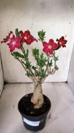 Planta Simples 2851  – 30cm – 03 anos