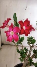 Planta Simples 2851  – 30cm – 03 anos - Imagem 5