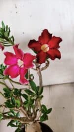 Planta Simples 2851  – 30cm – 03 anos - Imagem 3