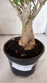 Planta Simples 2851  – 30cm – 03 anos - Imagem 8