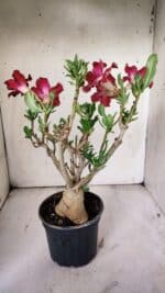 Planta Simples 2851  – 30cm – 03 anos - Imagem 7