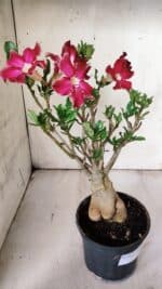 Planta Simples 2851  – 30cm – 03 anos - Imagem 6