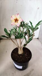 Planta Simples 2852  – 25cm – 02 anos - Imagem 2