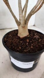 Planta Simples 2852  – 25cm – 02 anos - Imagem 7