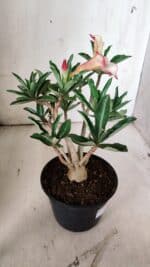 Planta Simples 2852  – 25cm – 02 anos - Imagem 6