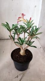 Planta Simples 2852  – 25cm – 02 anos - Imagem 5