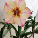 Planta Simples 2852  – 25cm – 02 anos