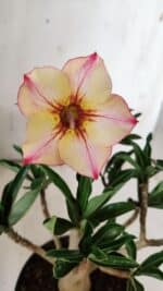 Planta Simples 2852  – 25cm – 02 anos