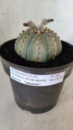 ASTROPHYTUM ASTERIAS STAR SHAPE Nº 364 – vaso 17 - Imagem 2